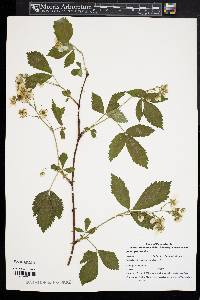 Rubus pensilvanicus image