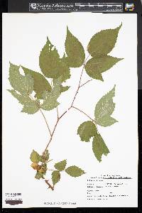 Rubus pensilvanicus image