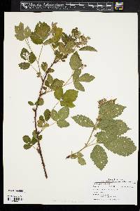 Rubus pensilvanicus image