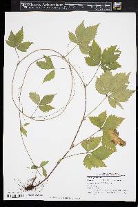 Rubus pubescens image