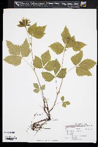 Rubus pubescens image