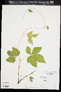 Rubus pubescens image