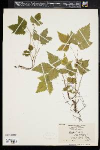 Rubus pubescens image