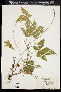 Rubus pubescens image