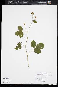 Rubus recurvicaulis image