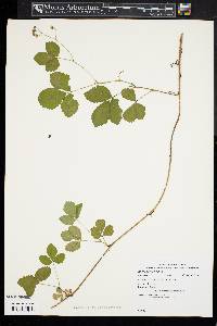 Rubus recurvicaulis image