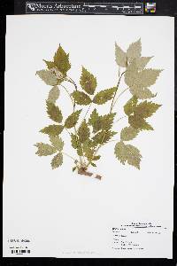 Rubus setosus image