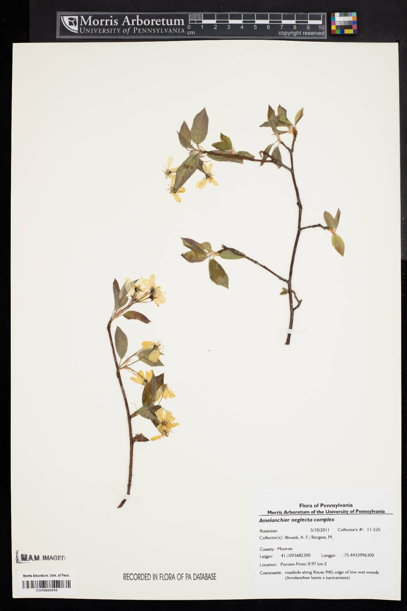 Amelanchier neglecta image