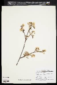 Amelanchier spicata image