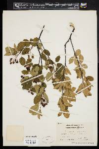 Amelanchier stolonifera image