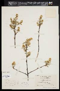 Amelanchier stolonifera image