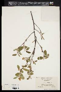 Amelanchier stolonifera image