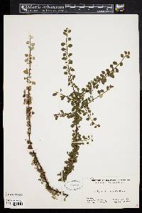 Cotoneaster congestus image