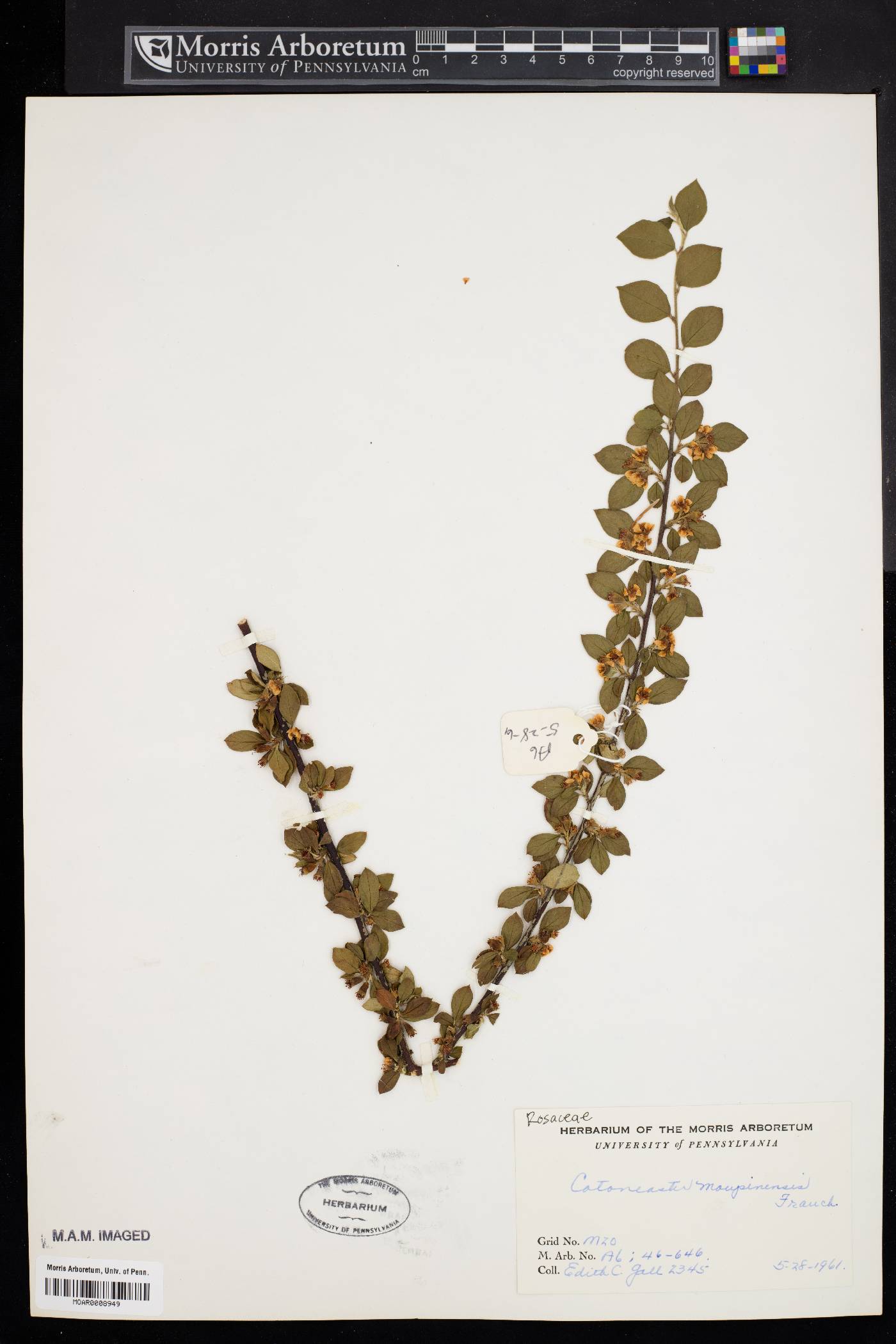 Cotoneaster moupinensis image