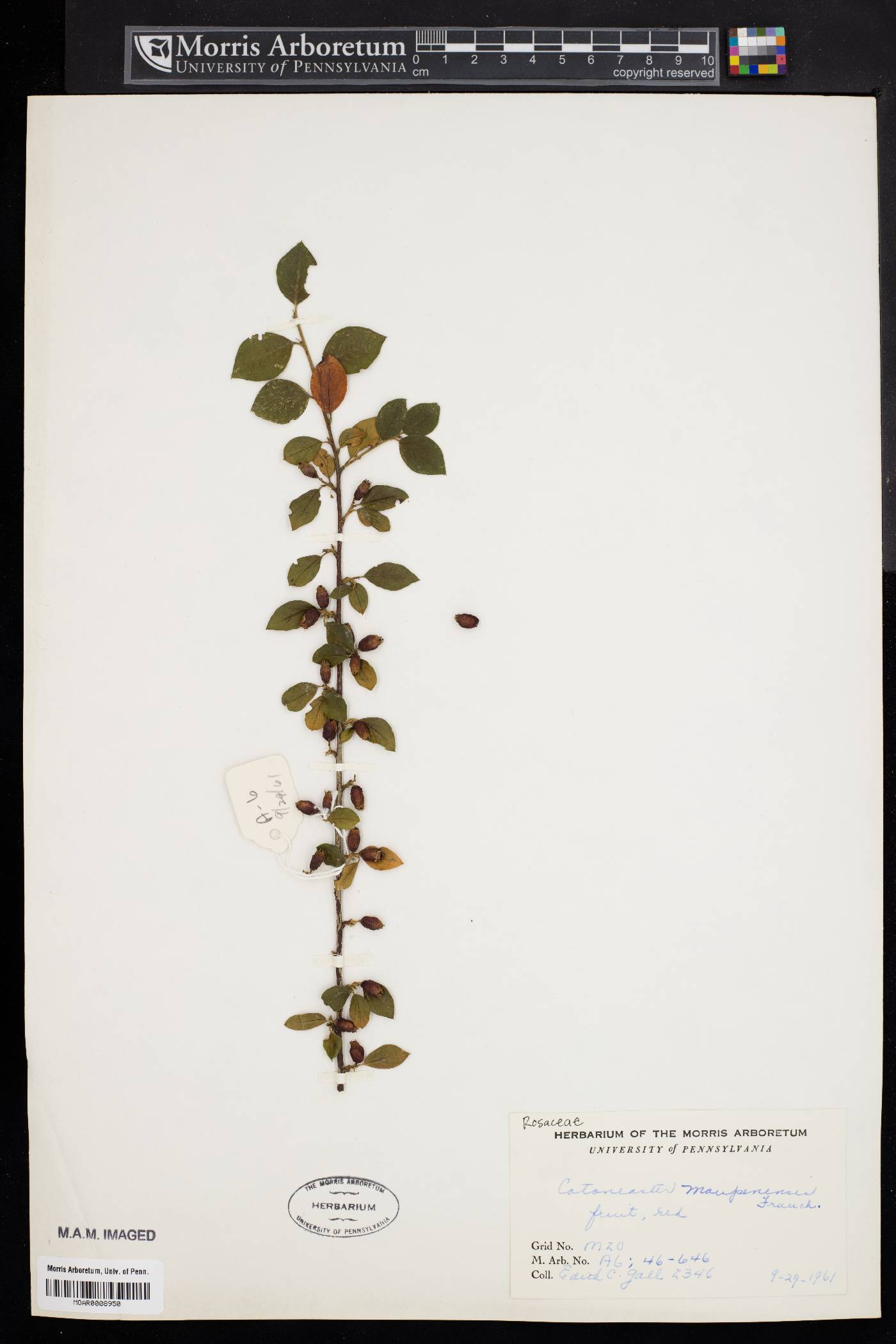 Cotoneaster moupinensis image