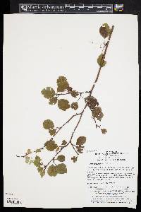 Cotoneaster multiflorus image