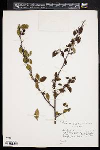 Cotoneaster acutifolius image