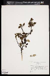 Cotoneaster acutifolius image