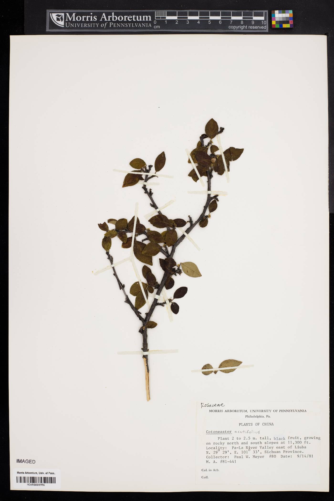 Cotoneaster acutifolius image