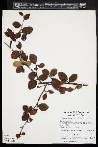 Cotoneaster gracilis image