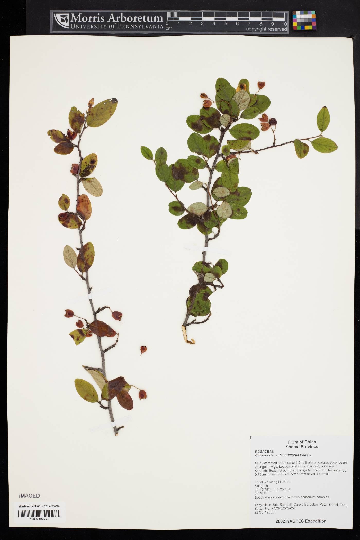 Cotoneaster submultiflorus image