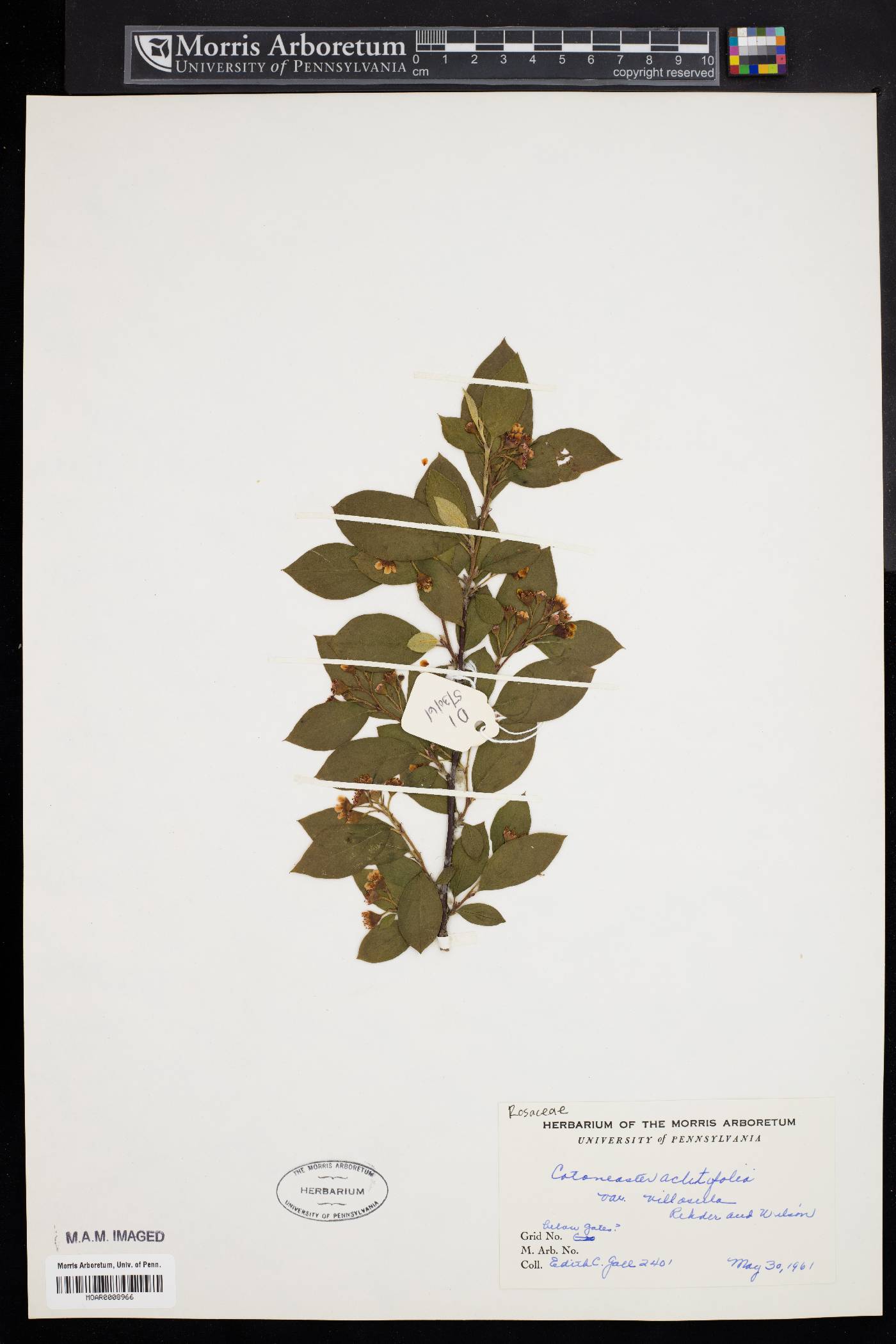 Cotoneaster acutifolius image