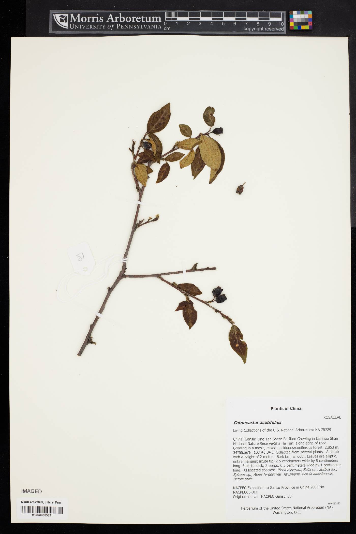 Cotoneaster acutifolius image