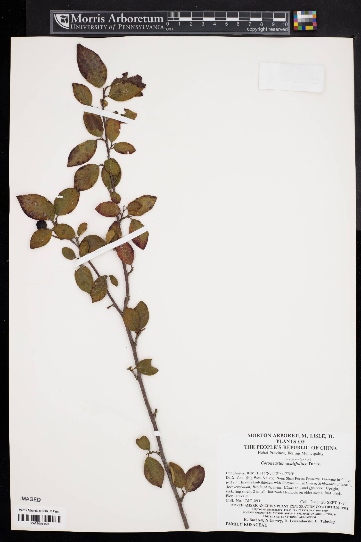 Cotoneaster acutifolius image