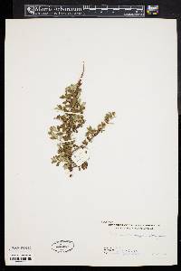 Cotoneaster conspicuus image