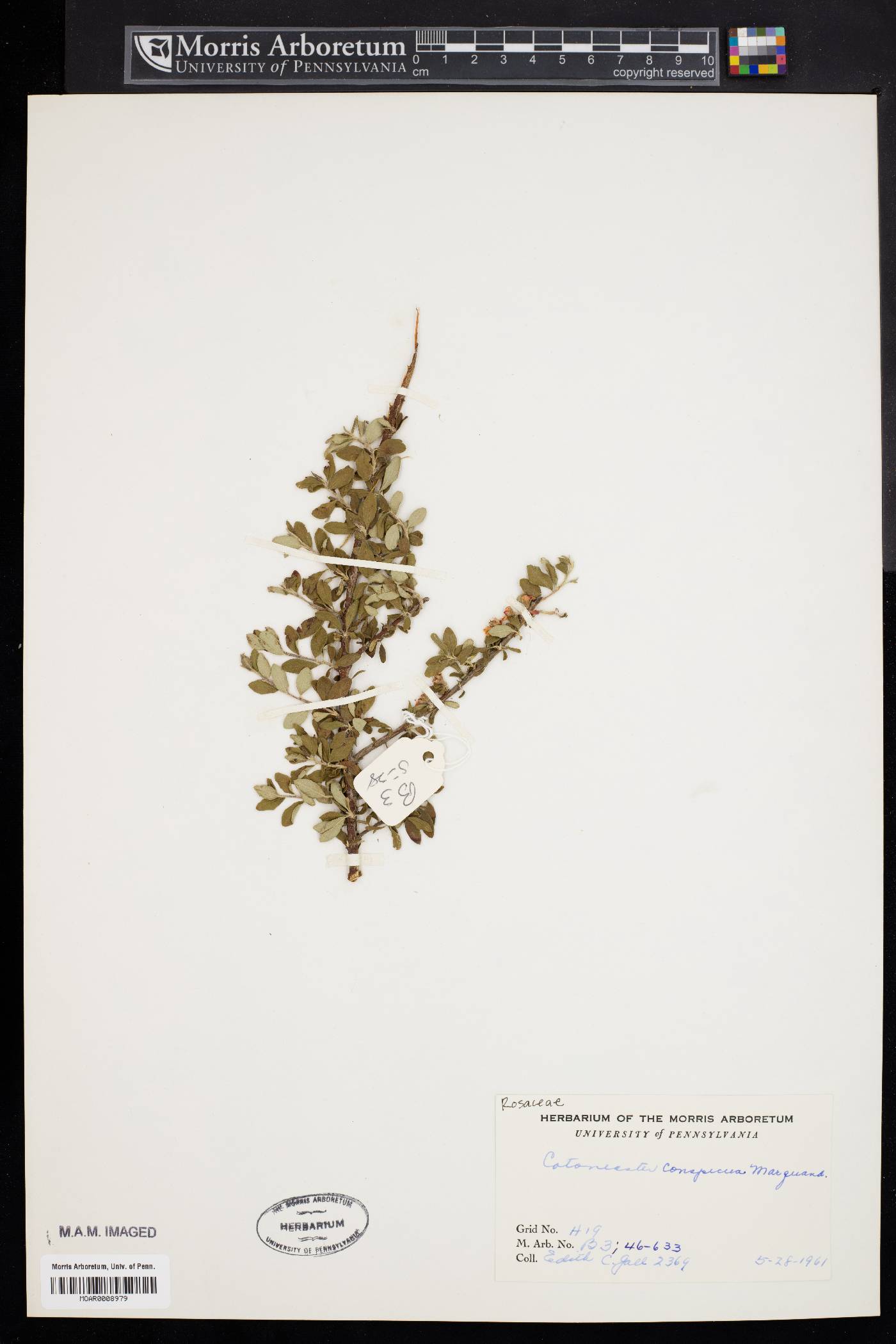 Cotoneaster conspicuus image