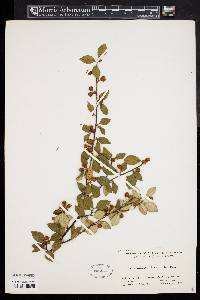 Cotoneaster franchetii image