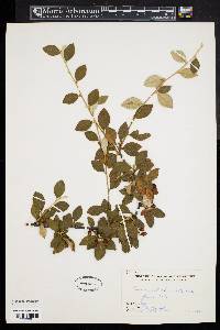 Cotoneaster franchetii image