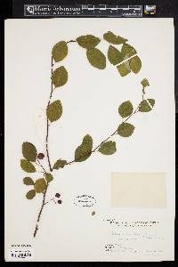 Cotoneaster hupehensis image