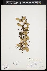 Cotoneaster melanocarpus image