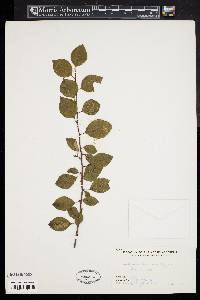 Cotoneaster roseus image