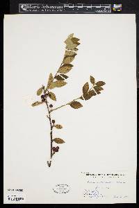 Cotoneaster wardii image