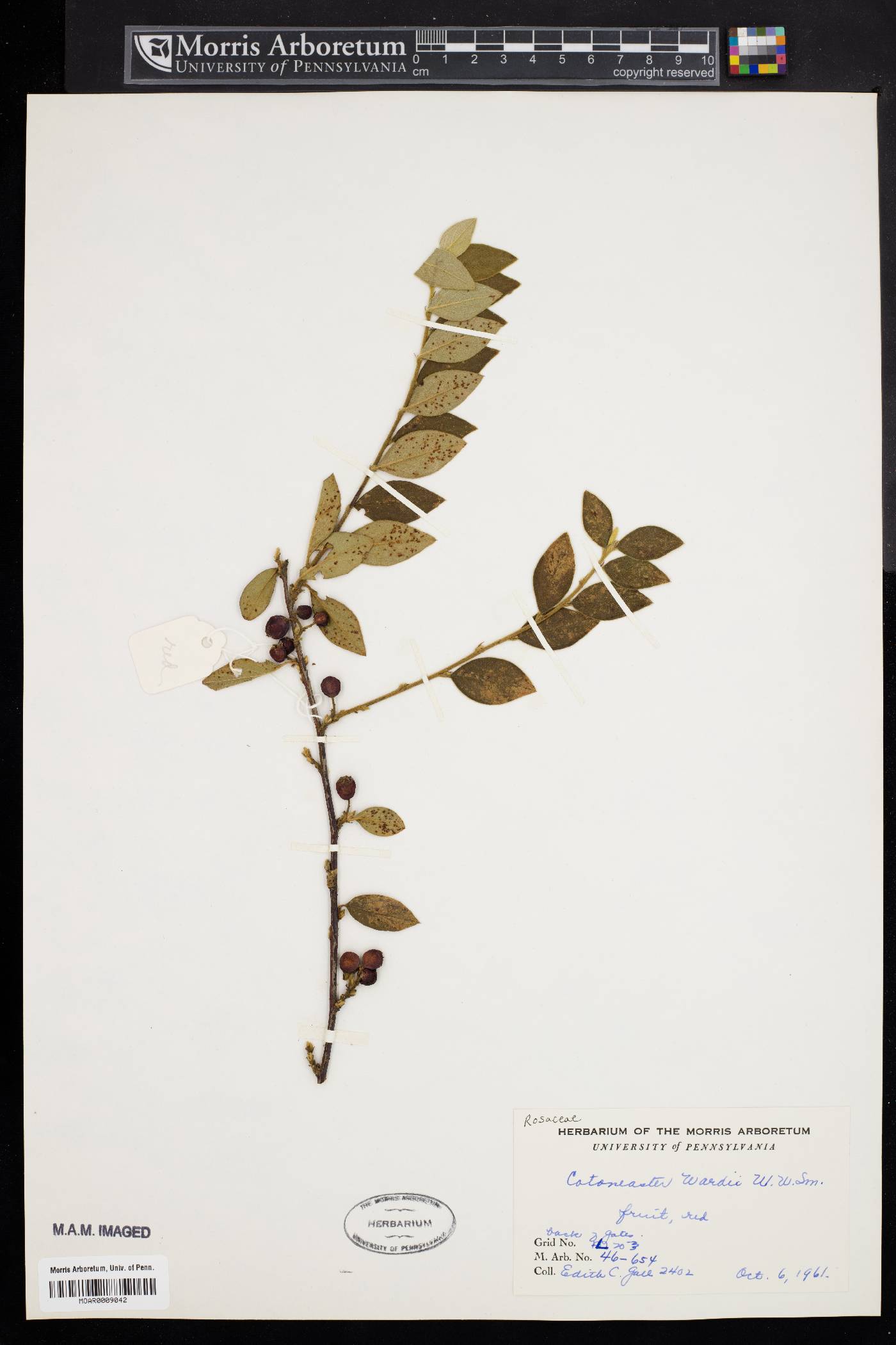 Cotoneaster wardii image