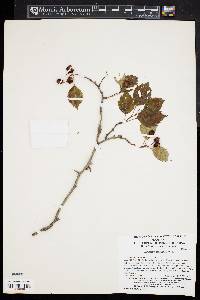 Crataegus kansuensis image