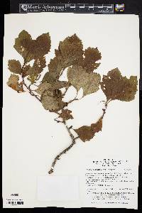 Crataegus maximowiczii image