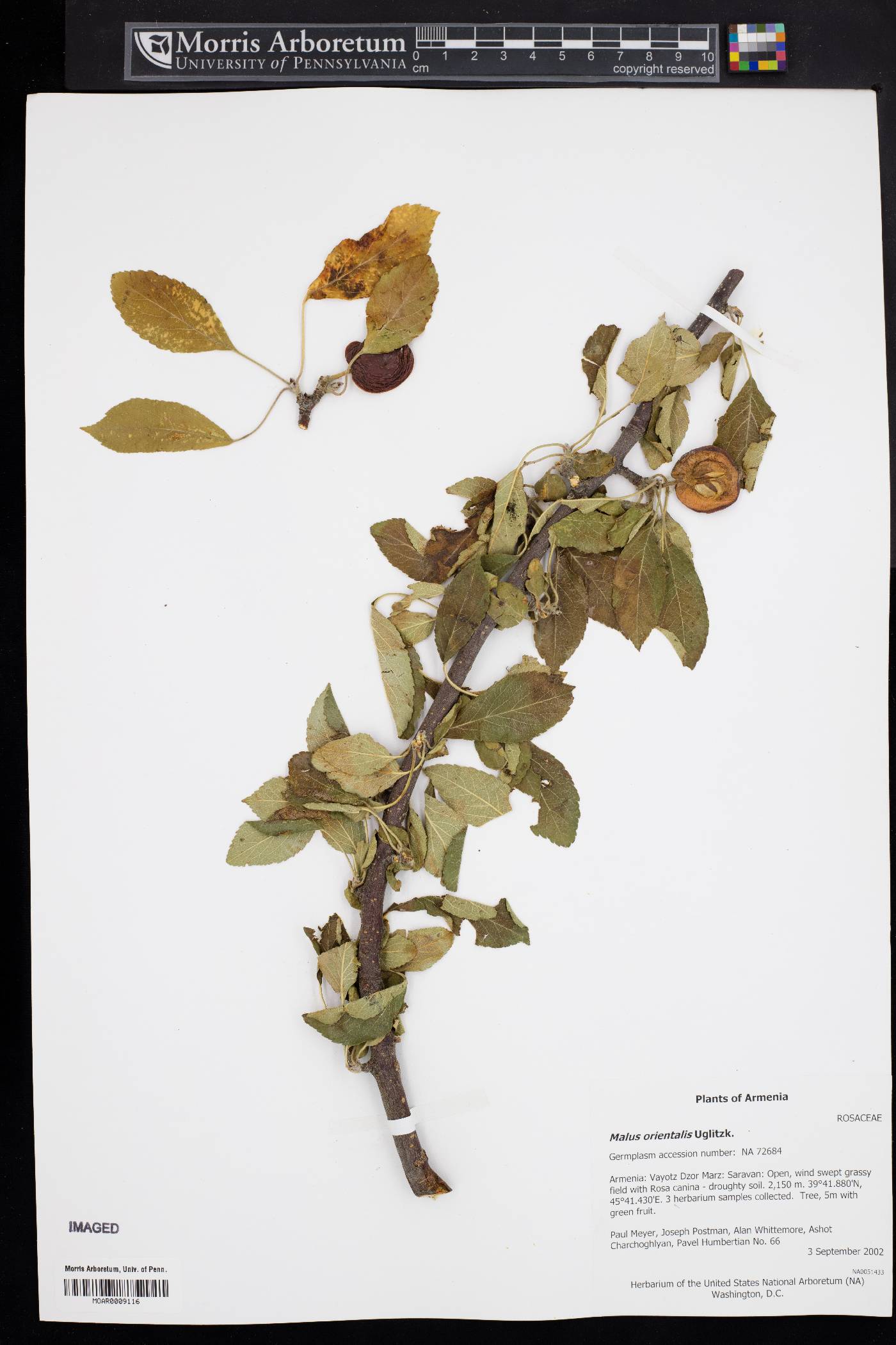 Malus orientalis image