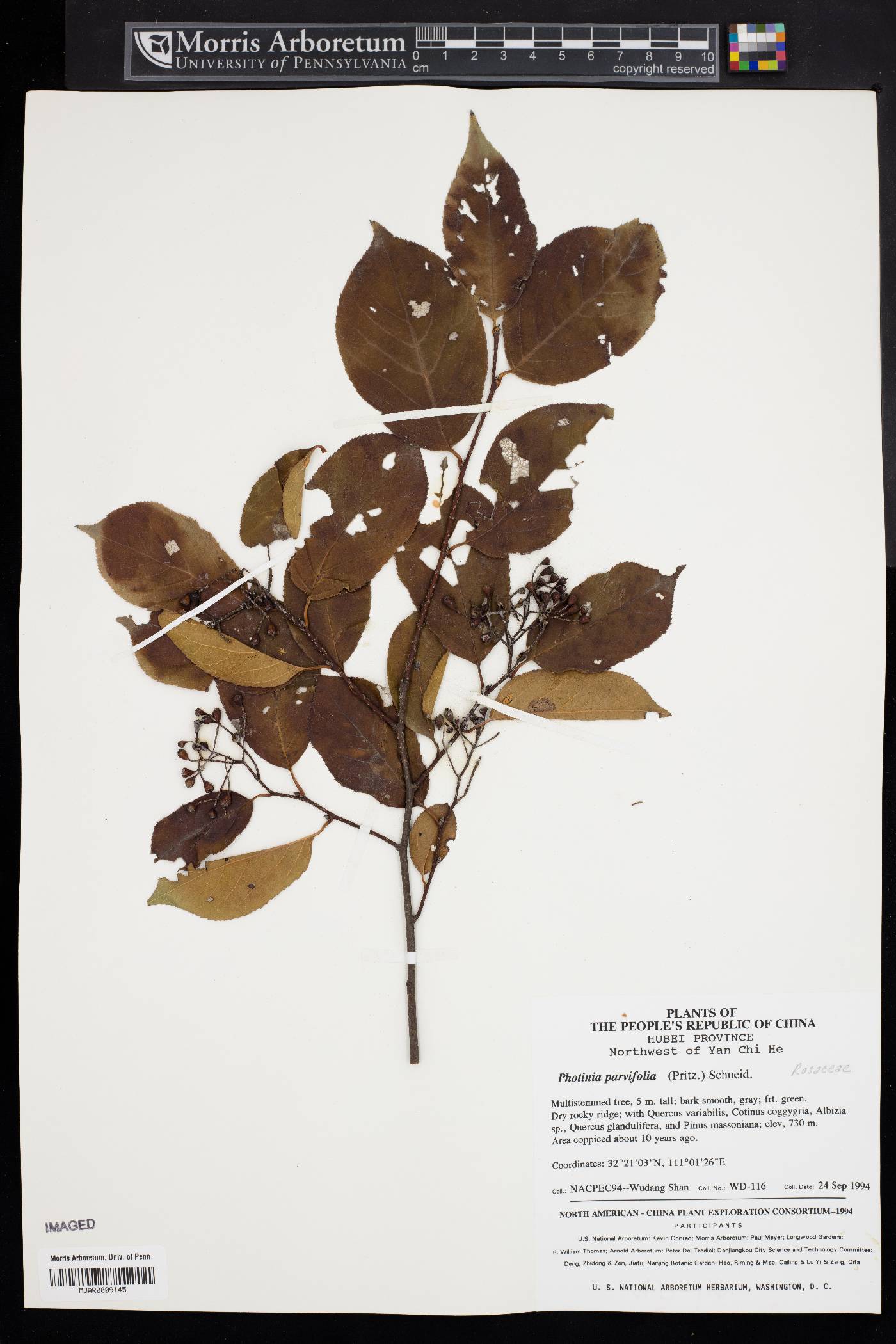 Photinia parvifolia image