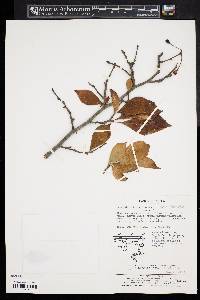 Photinia villosa image