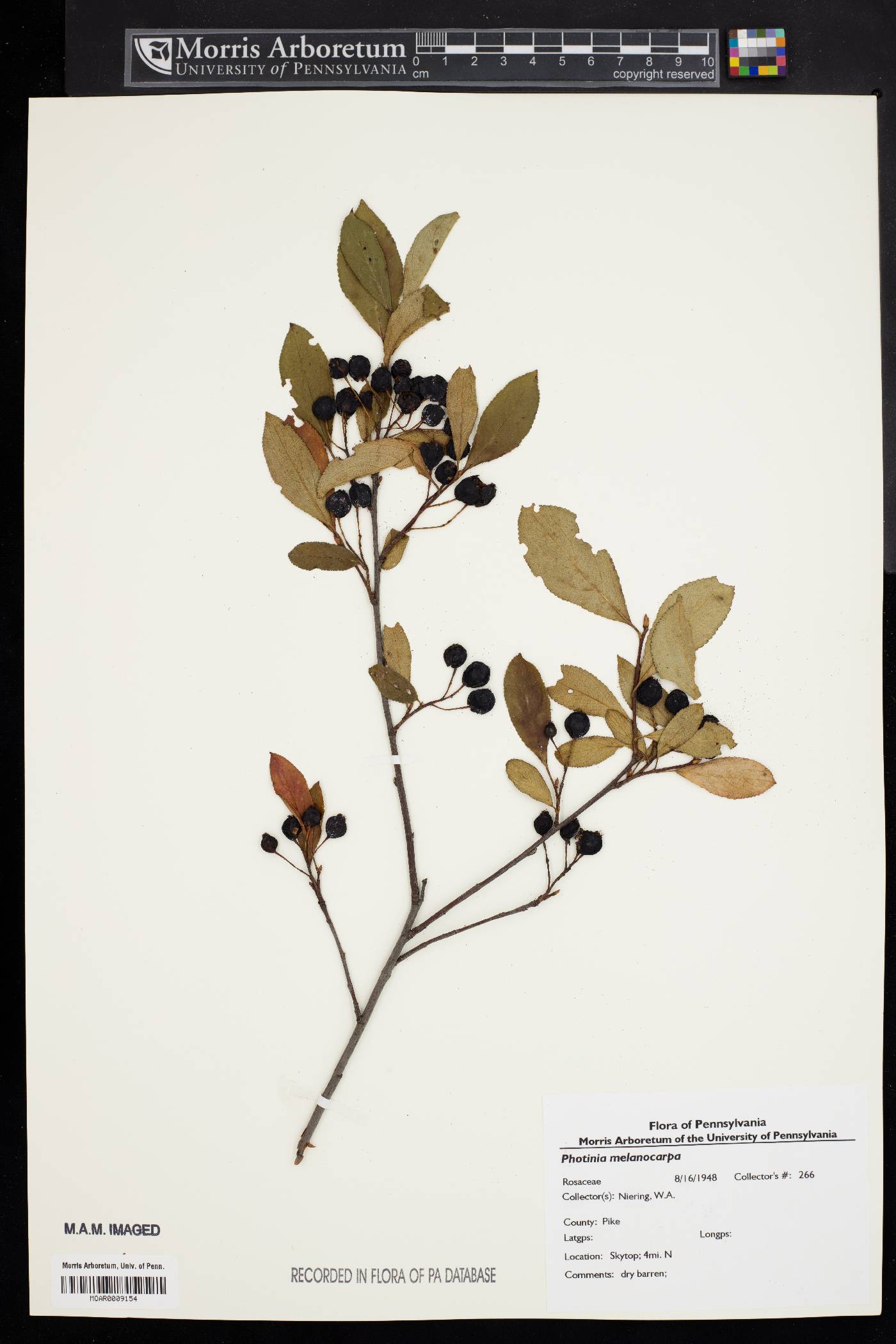 Photinia melanocarpa image