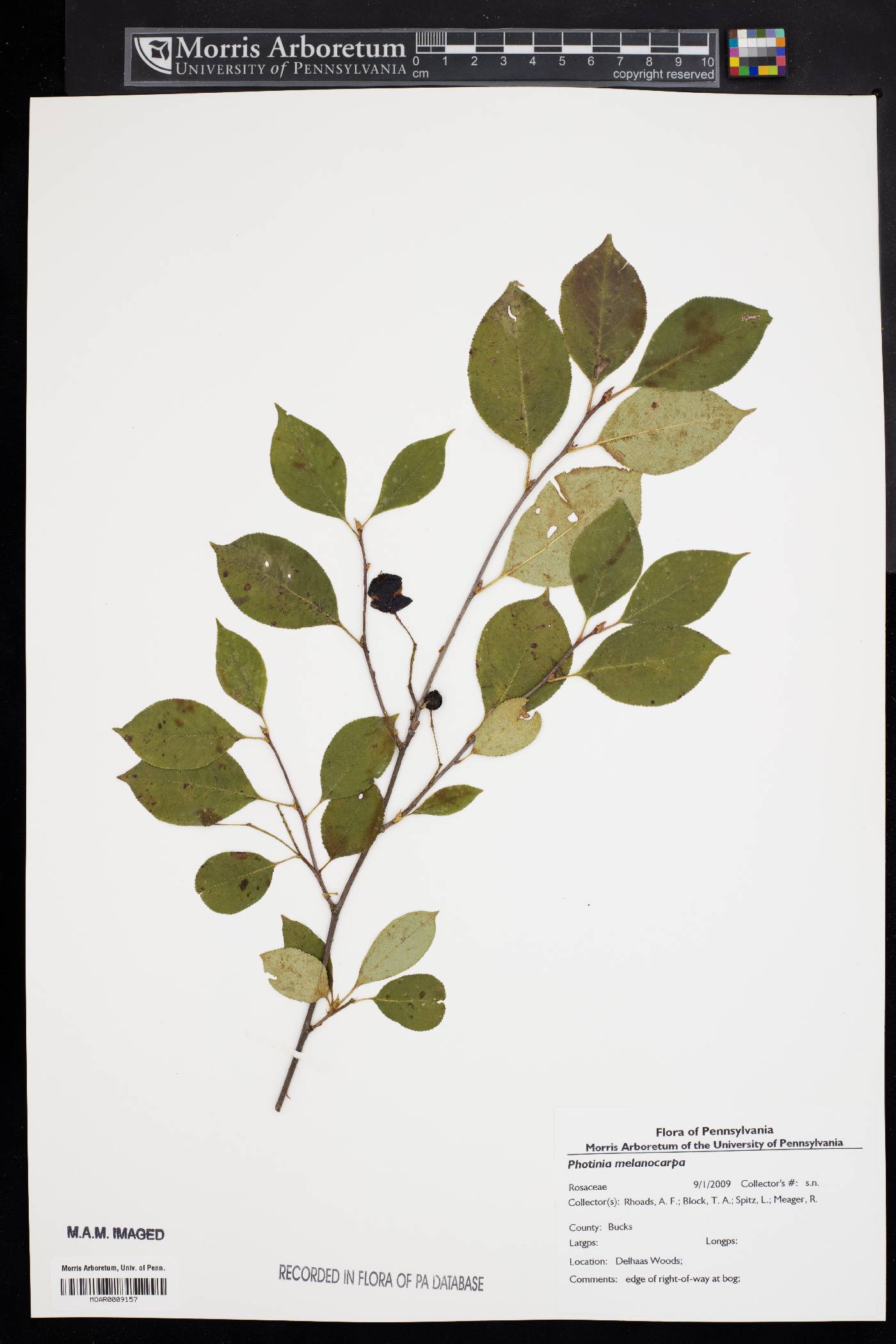 Photinia melanocarpa image