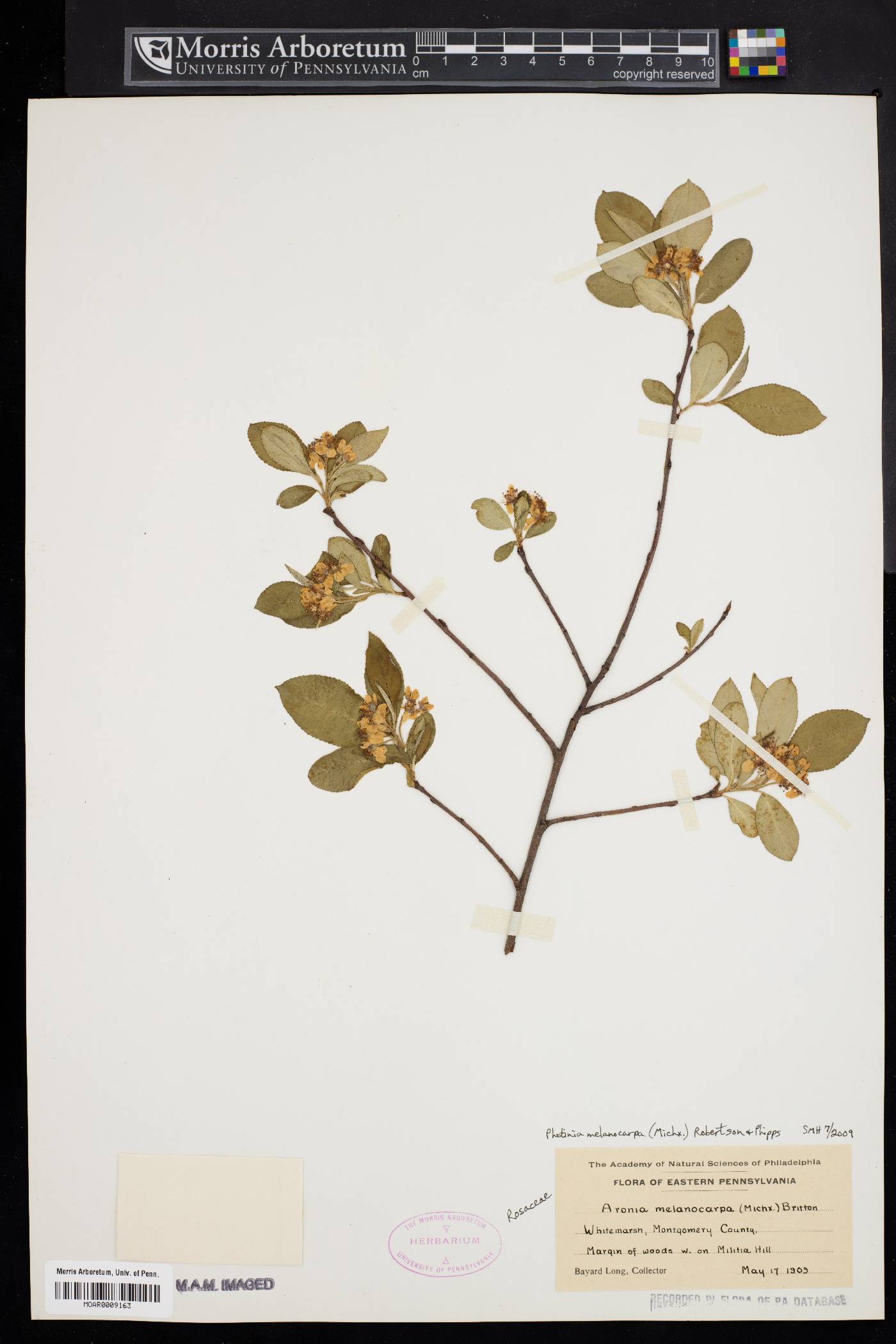 Photinia melanocarpa image