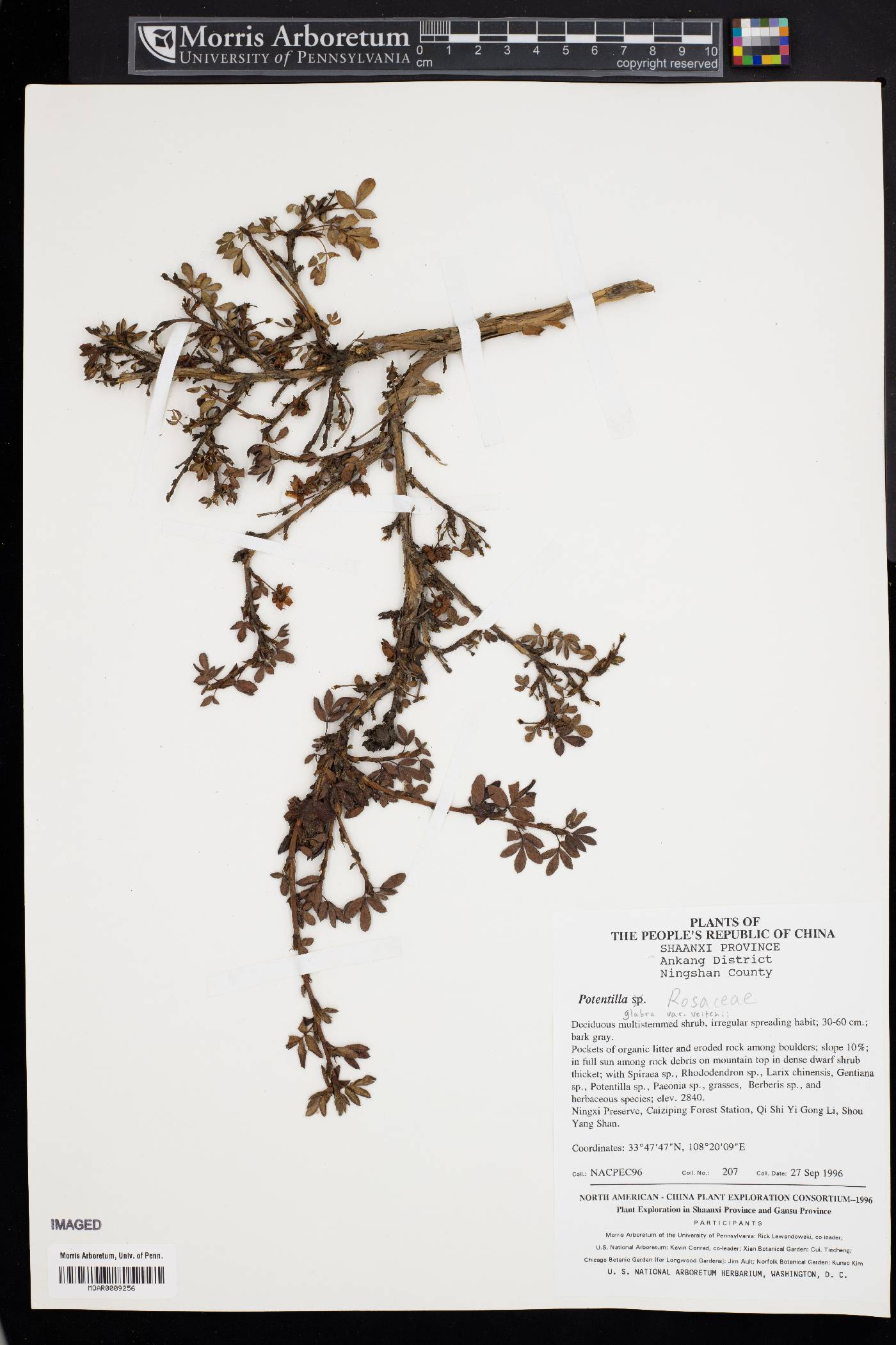 Potentilla glabra var. veitchii image