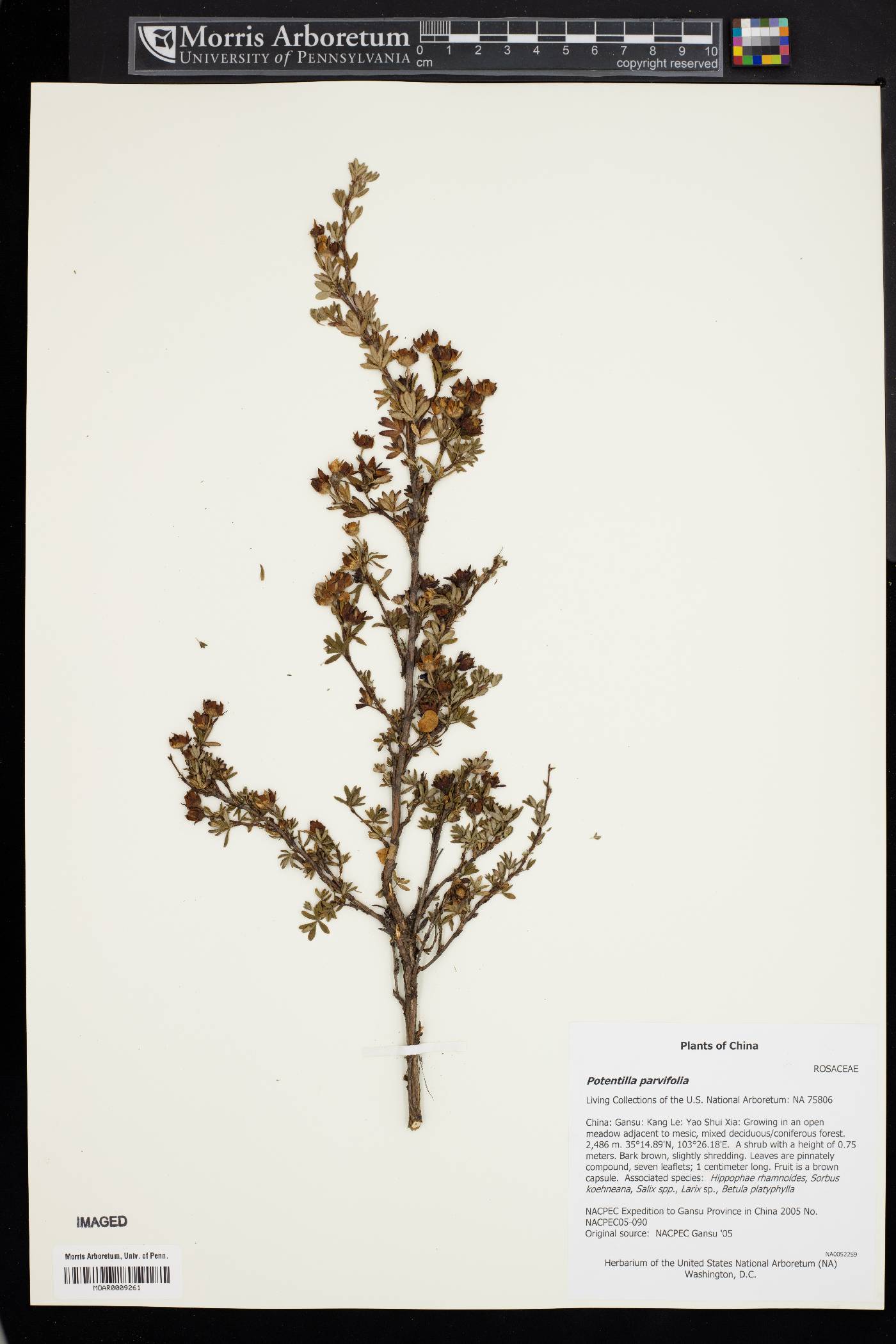 Potentilla parvifolia image