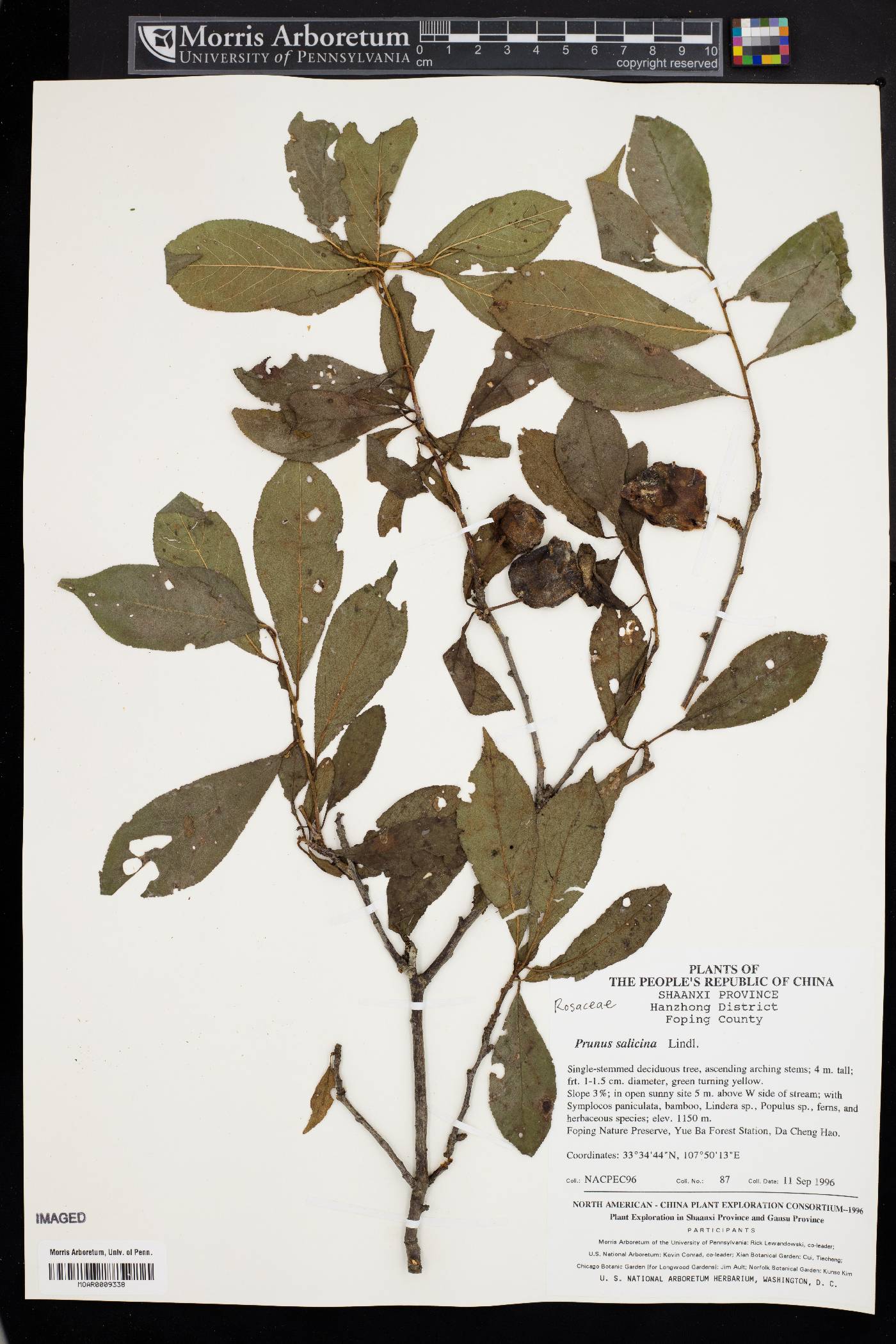 Prunus salicina image