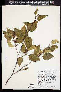 Betula albosinensis image