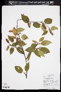 Betula albosinensis image